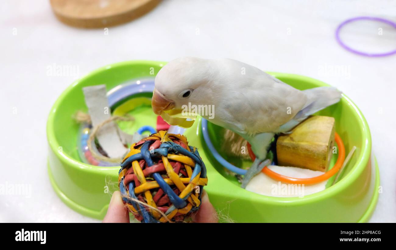 A pastel blue Fischer's Lovebird standing on top of a green tray filled with toys, inspecting at a rattan ball placed near it. Stock Photo