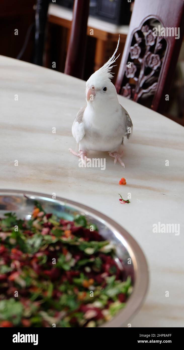 A white faced pied cockatiel standing on a marble table, with a bowl full of fresh chopped vegetable in front of it. Stock Photo