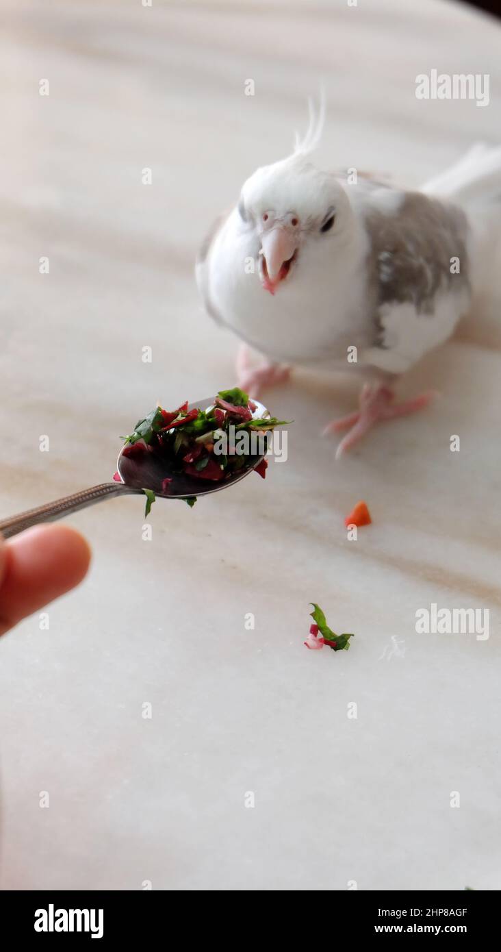 A white faced pied cockatiel standing on a marble table, with a spoon with fresh chopped vegetable placed in front of it. Stock Photo