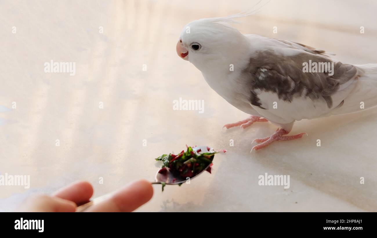 A white faced pied cockatiel standing on a marble table, turning its head away from a spoon with fresh chopped vegetable placed in front of it. Stock Photo