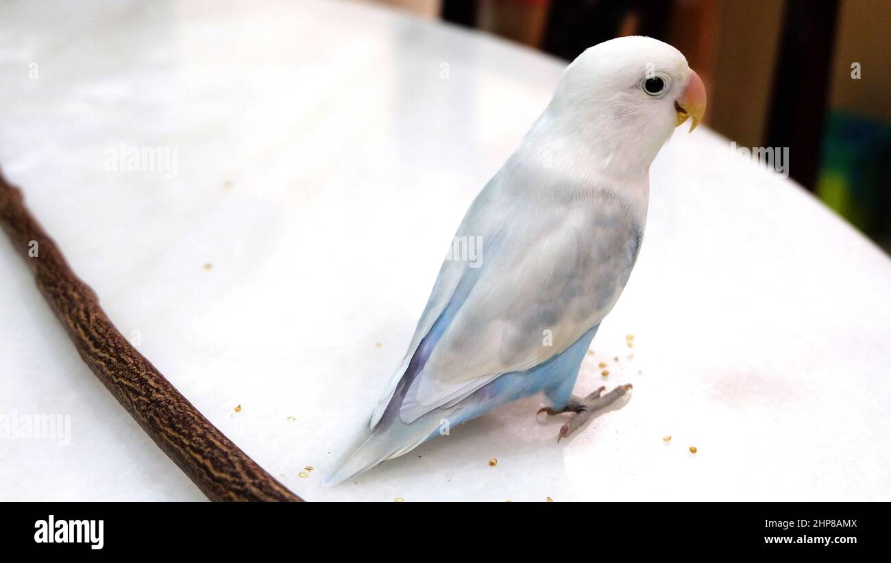 A pastel blue Fischer's Lovebird standing on top of a table, with a wooden stick behind it. Stock Photo