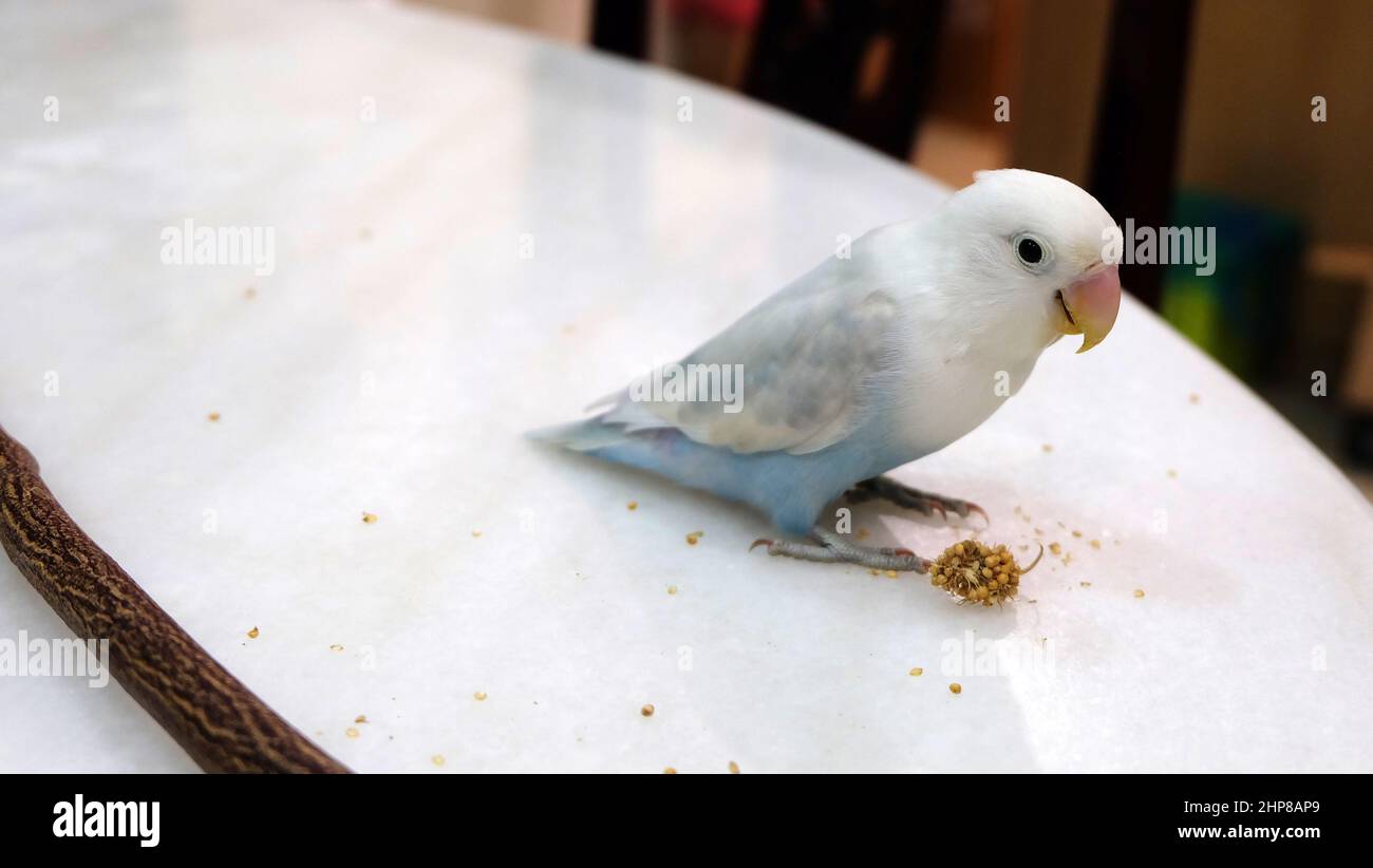 A pastel blue Fischer's Lovebird standing on top of a dining table, with a small piece of millet near its feet. Stock Photo