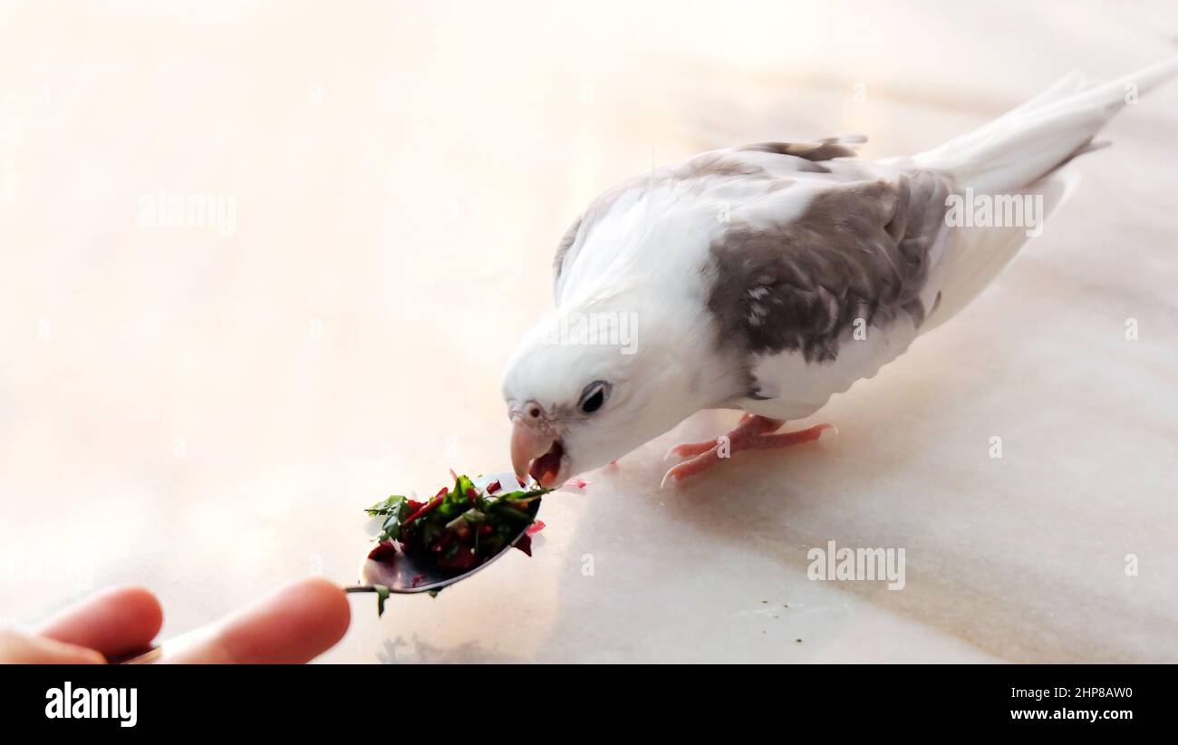 A white faced pied cockatiel standing on a marble table, eating from a spoon with fresh chopped vegetable placed in front of it. Stock Photo