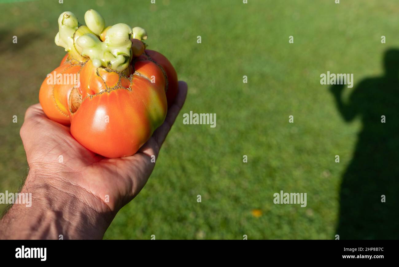 Hand holding out of shape tomato with shadow Stock Photo