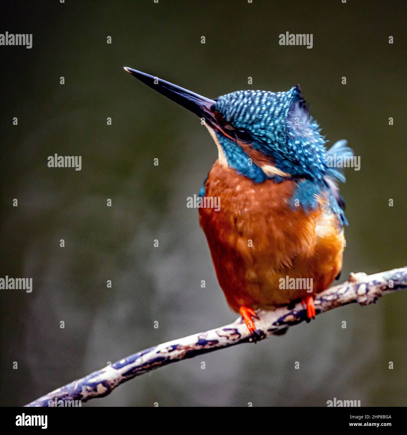 Closeup of a king fisher bird perched on a branch Stock Photo