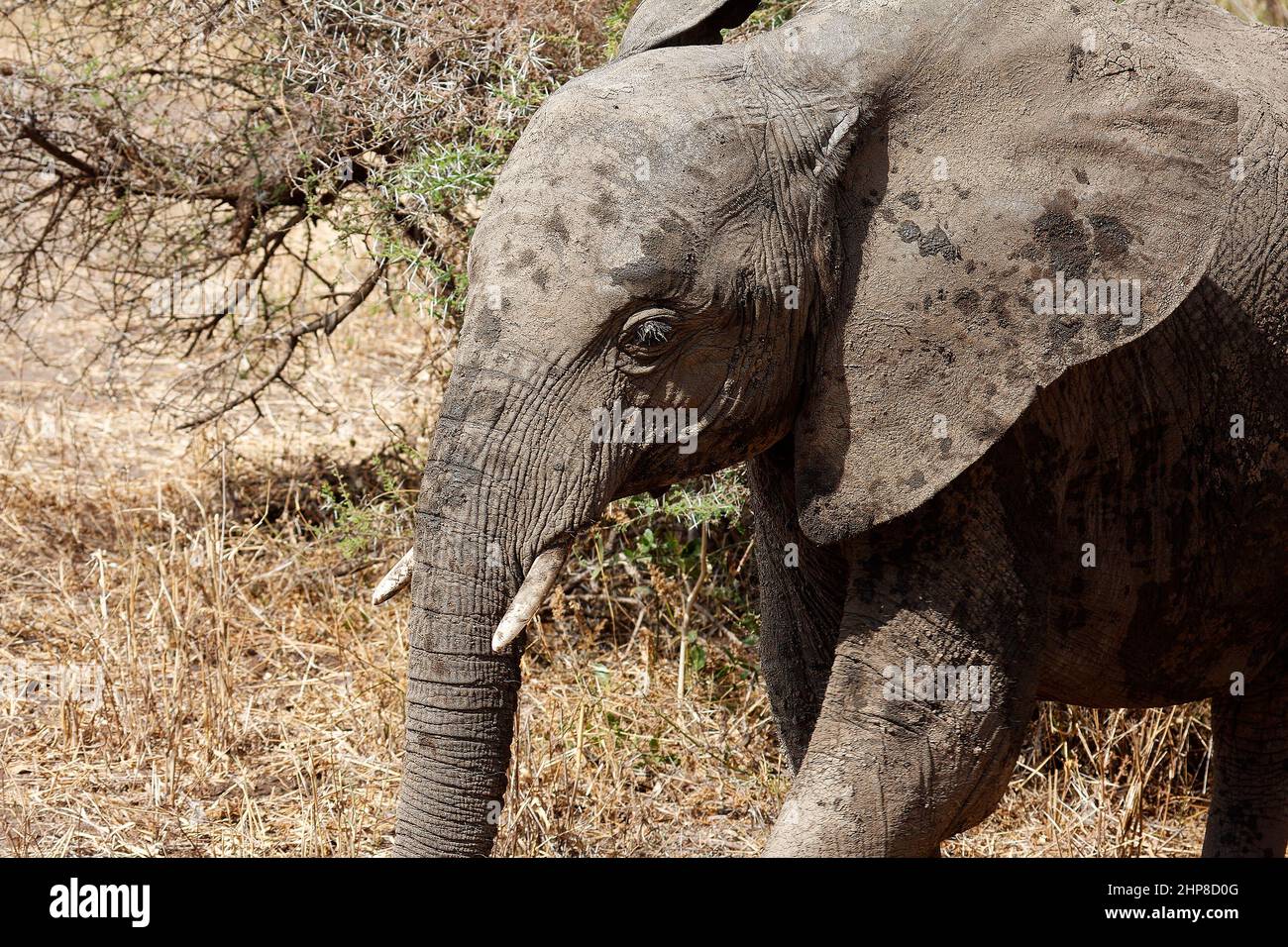African elephant, close-up, caked with mud, texture, head, large ear, Loxodanta africana, herbivore, largest land mammal, muscular trunk, tusks, wildl Stock Photo