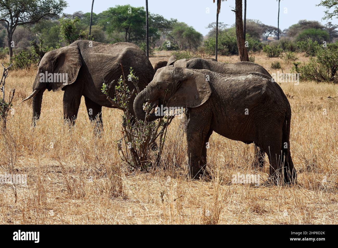 3 African elephants eating, texture, full body, side view, Loxodanta africana, herbivore, largest land mammal, muscular trunk, tusks, wildlife, Tarang Stock Photo