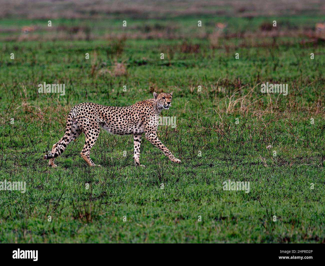 cheetah walking;  fastest land animal,  black spots, Lesser Cat, canine; wildlife, Acinonyx jubatus; green background; Serengeti National Park; Tanzan Stock Photo