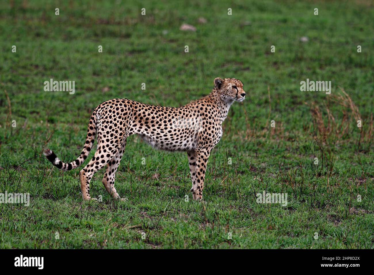 Cheetah standing;  fastest land animal,  black spots, Lesser Cat, canine; wildlife, Acinonyx jubatus; green background; Serengeti National Park; Tanza Stock Photo