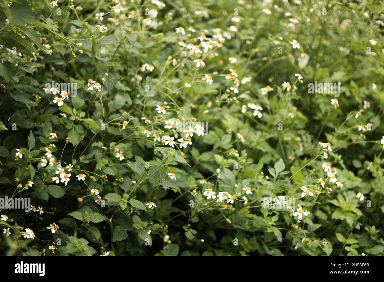 Beautiful white flowers that bloom in spring Stock Photo Alamy