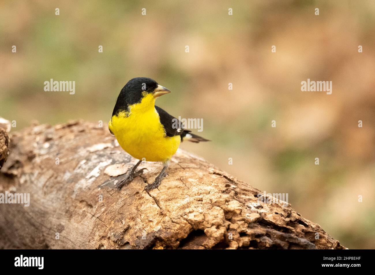 Lesser Goldfinch Carlduelis psaltria resting on log. Here shown in central Texas at eastern edge of its US range. Stock Photo