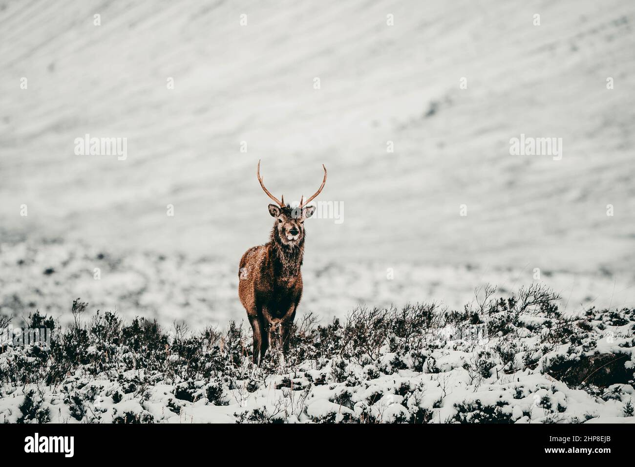 Scottish Red Deer Stock Photo