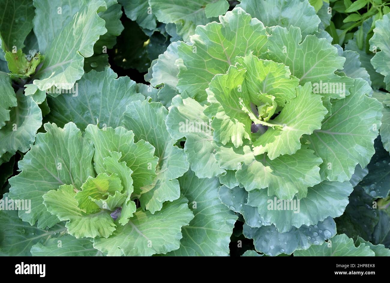 Vegetable, Delicious Fresh Brassica Oleracea or Collard Green Cabbages