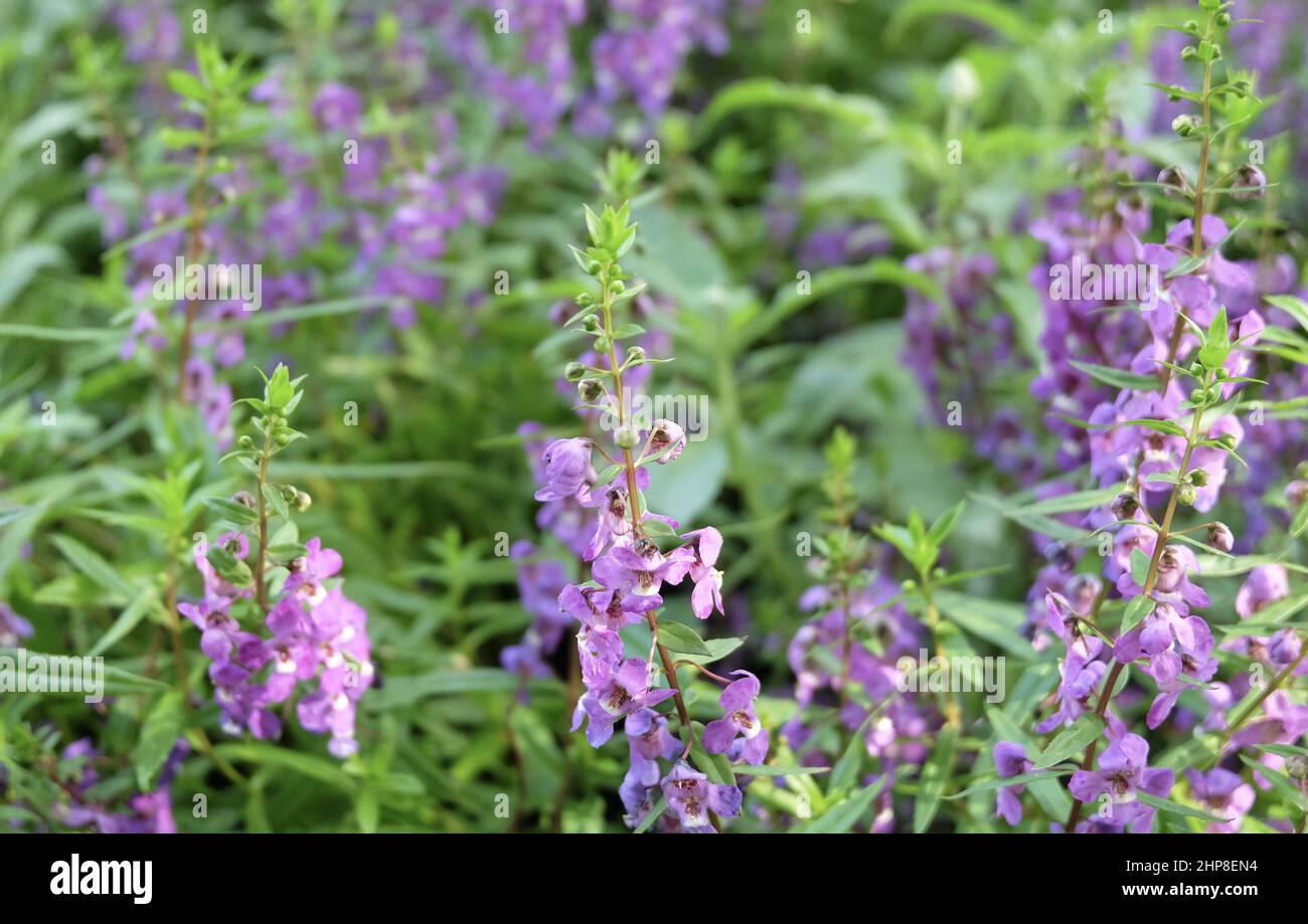 Beautiful Flower, Purple Sage Flowers or Salvia Flowers with Green Leaves in The Garden. Stock Photo