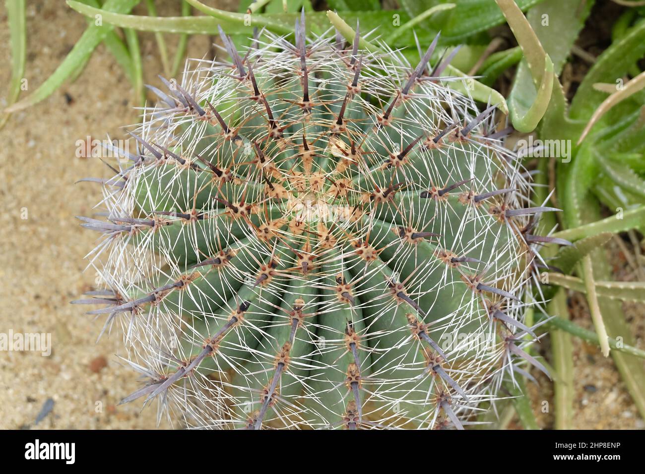 Ferocactus Peninsulae or Golden Barrel Cactus Plant in Tropical Garden ...