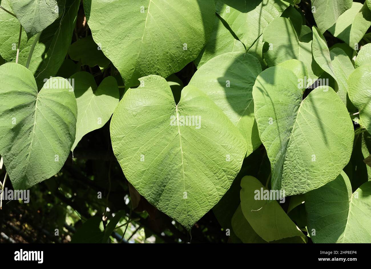 Vegetable and Herb, Argyreia Nervosa, Hawaiian Baby Woodrose or Woolly Morning Glory Plants. Use in Traditional Medicine to Treat Various Diseases. Stock Photo