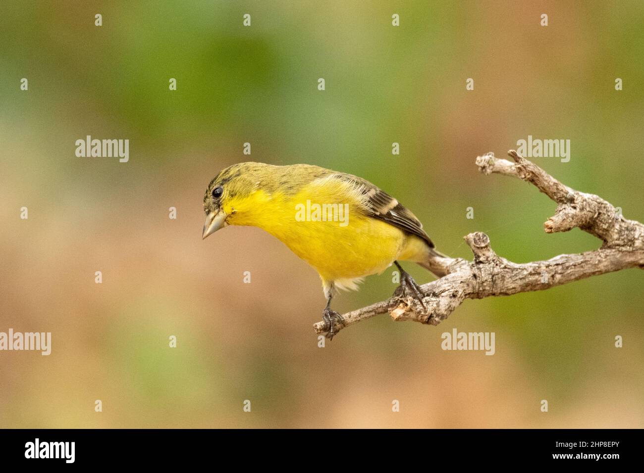 American Goldfinch Carduelis tristis a North American wide ranging wild songbird Stock Photo