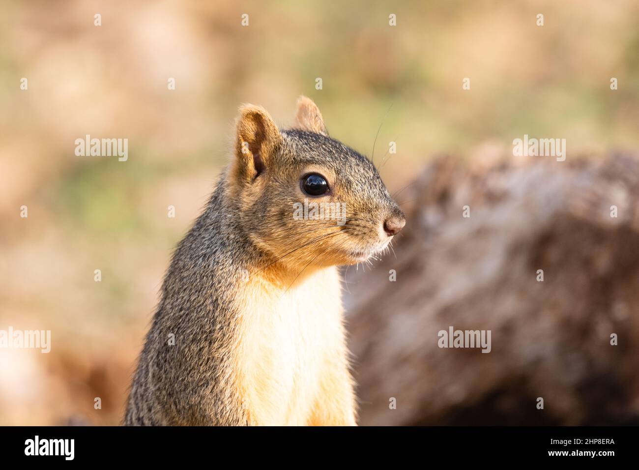 Common Eastern Grey Squirrel Sciurus carolinensi close-up. Frequent visitors or residents to backyards and parks. Stock Photo
