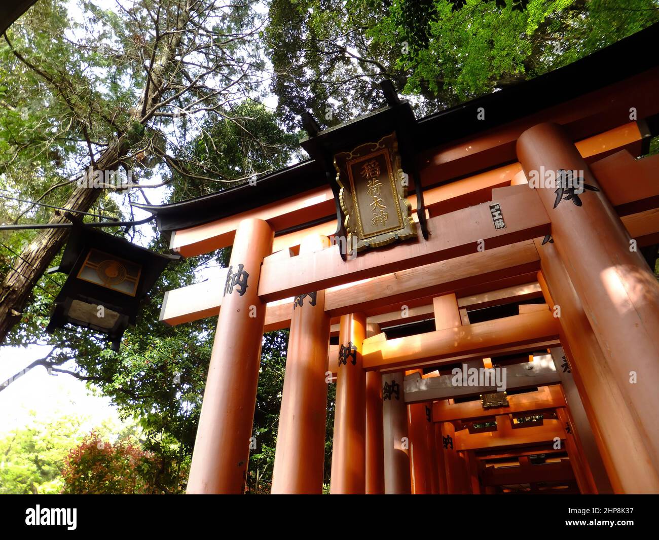 Sunny view of the Senbon Torii of Fushimi Inari-taisha at Kyoto, Japan ...