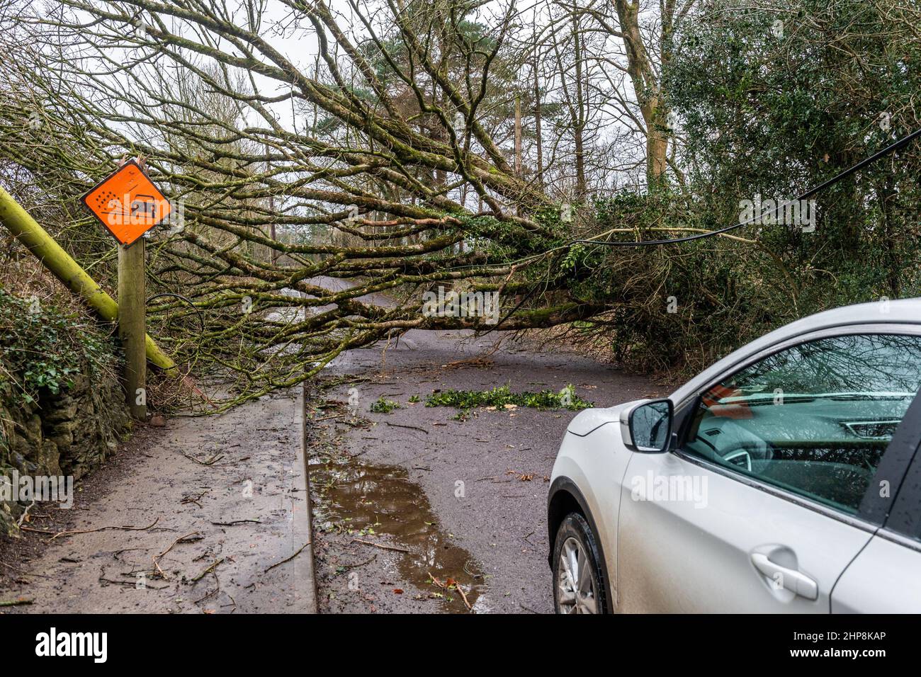 Dunmanway. West Cork, Ireland. 19th Feb, 2022. A tree fell down near Dunmanway Hospital during Storm Eunice yesterday, completely blocking the road. Over 24 hours later, the road is still blocked, which is causing access problems for the hospital. Credit: AG News/Alamy Live News Stock Photo