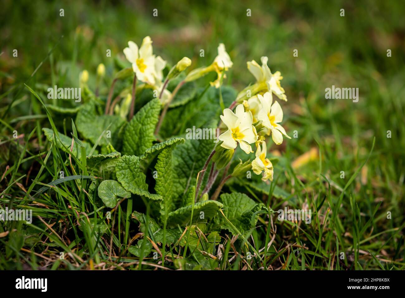 Common Primrose Flowers in Bloom in Early Spring Stock Photo