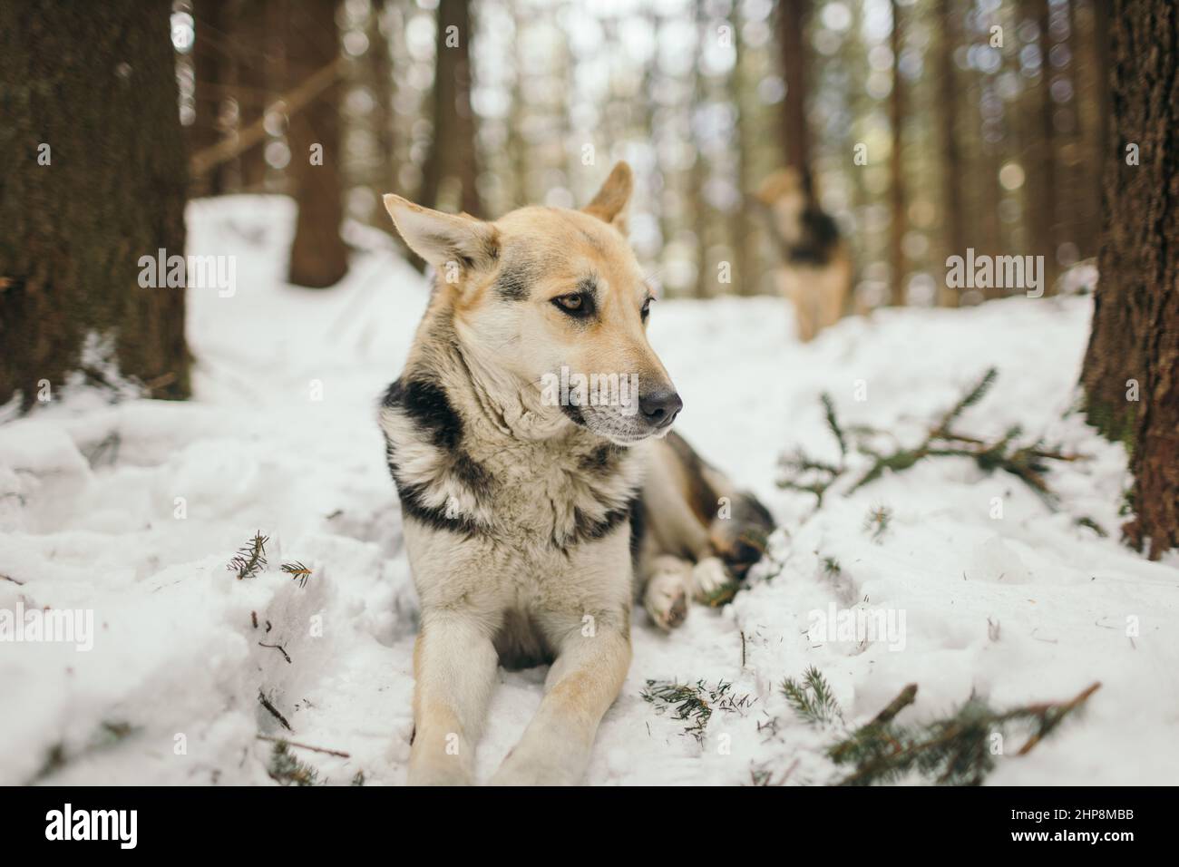 A dog that is covered in snow Stock Photo