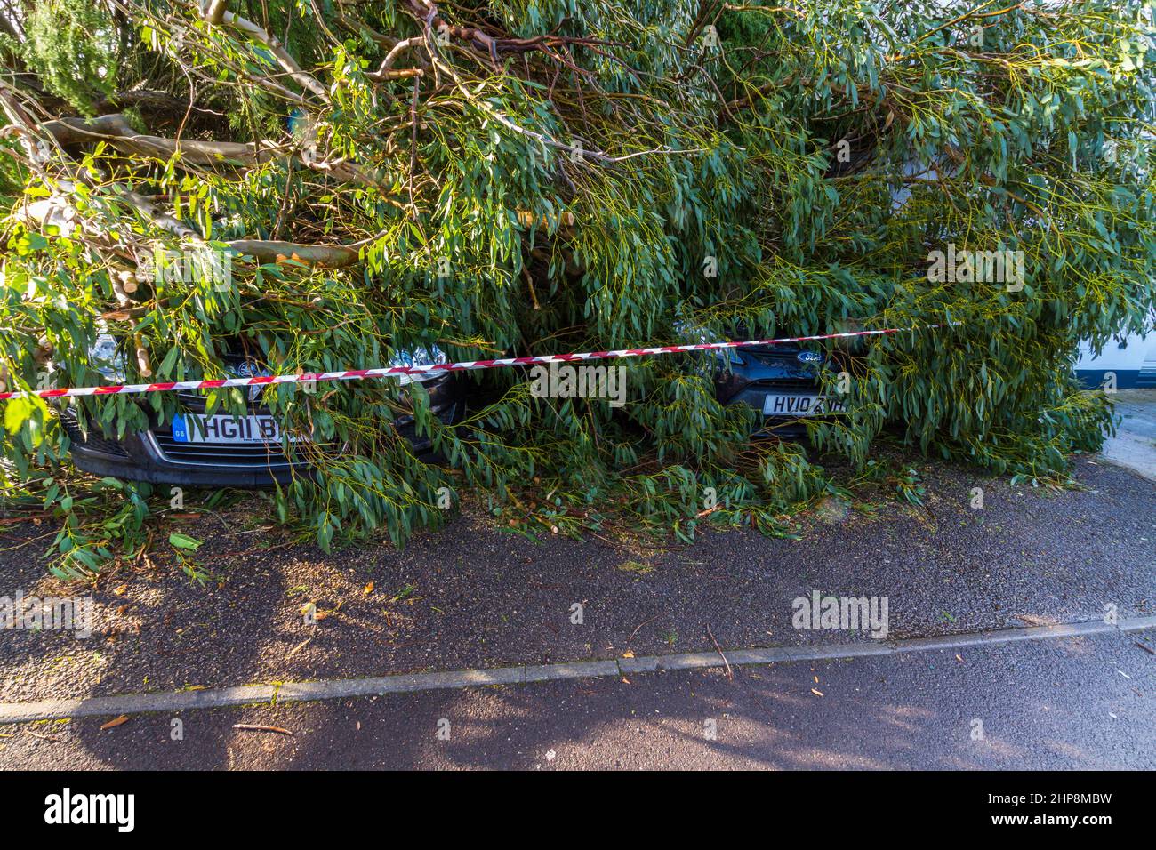 BOURNEMOUTH, ENGLAND UK – FEBRUARY 19: Storm  Eunice large tree fallen crushing two cars, registration plates showing, wide angle, front on, landscape Stock Photo