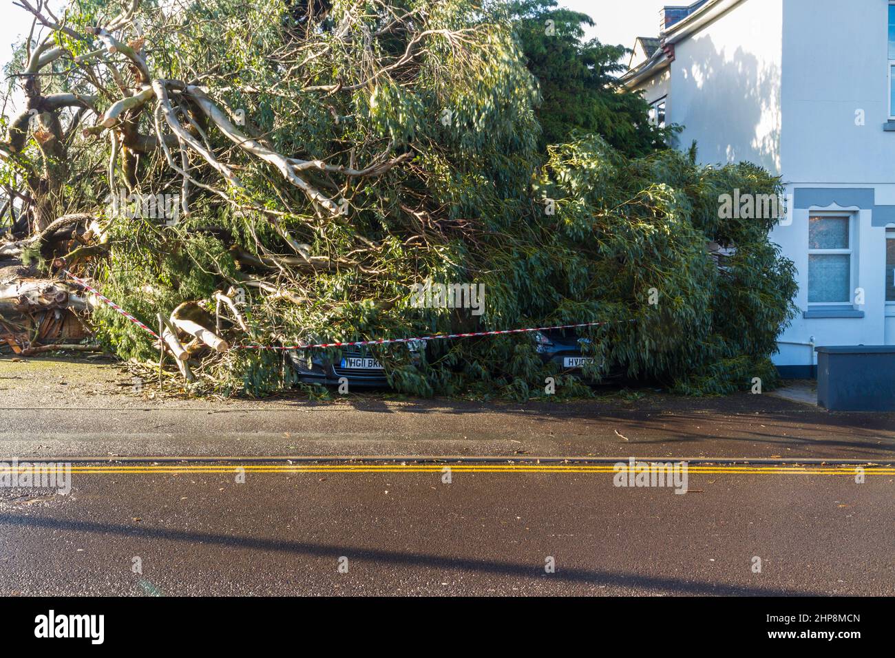 BOURNEMOUTH, ENGLAND UK – FEBRUARY 19: Storm Eunice large tree fallen crushing two cars, registration plates showing, on February 19 2022 in Bournemou Stock Photo
