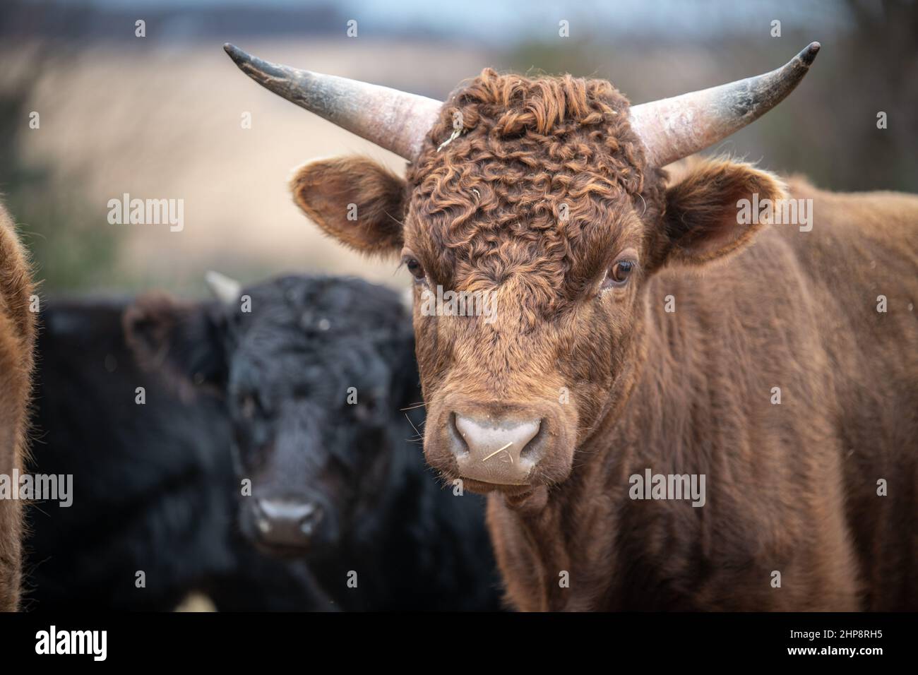 Dexter cattle Stock Photo