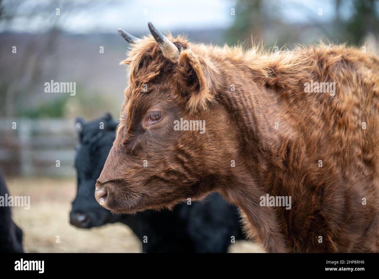 Dexter cattle Stock Photo