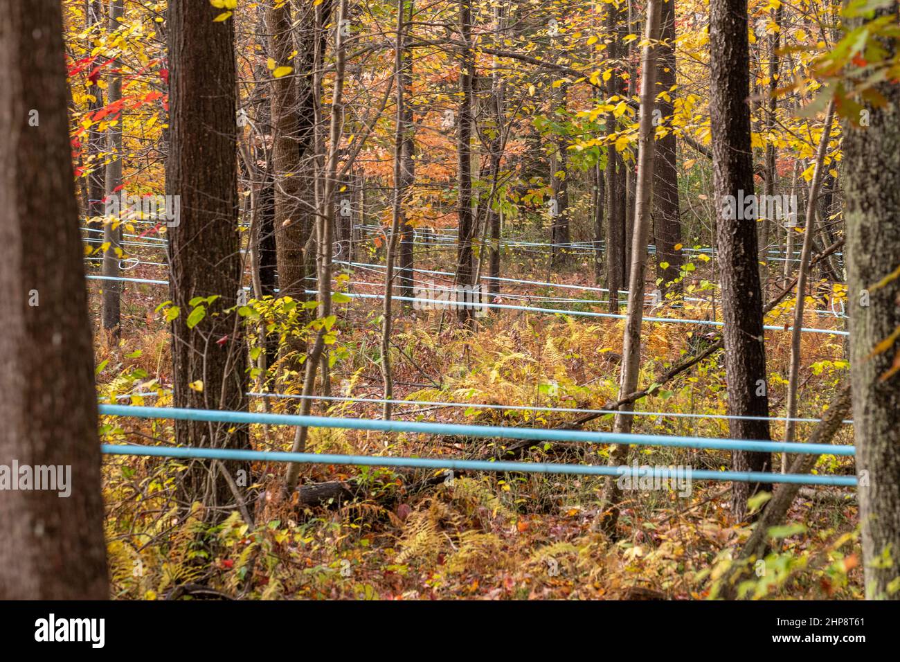 maple syrup tubing Stock Photo Alamy