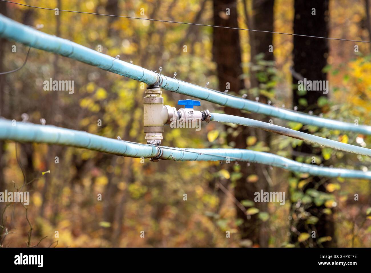 maple syrup tubing Stock Photo Alamy