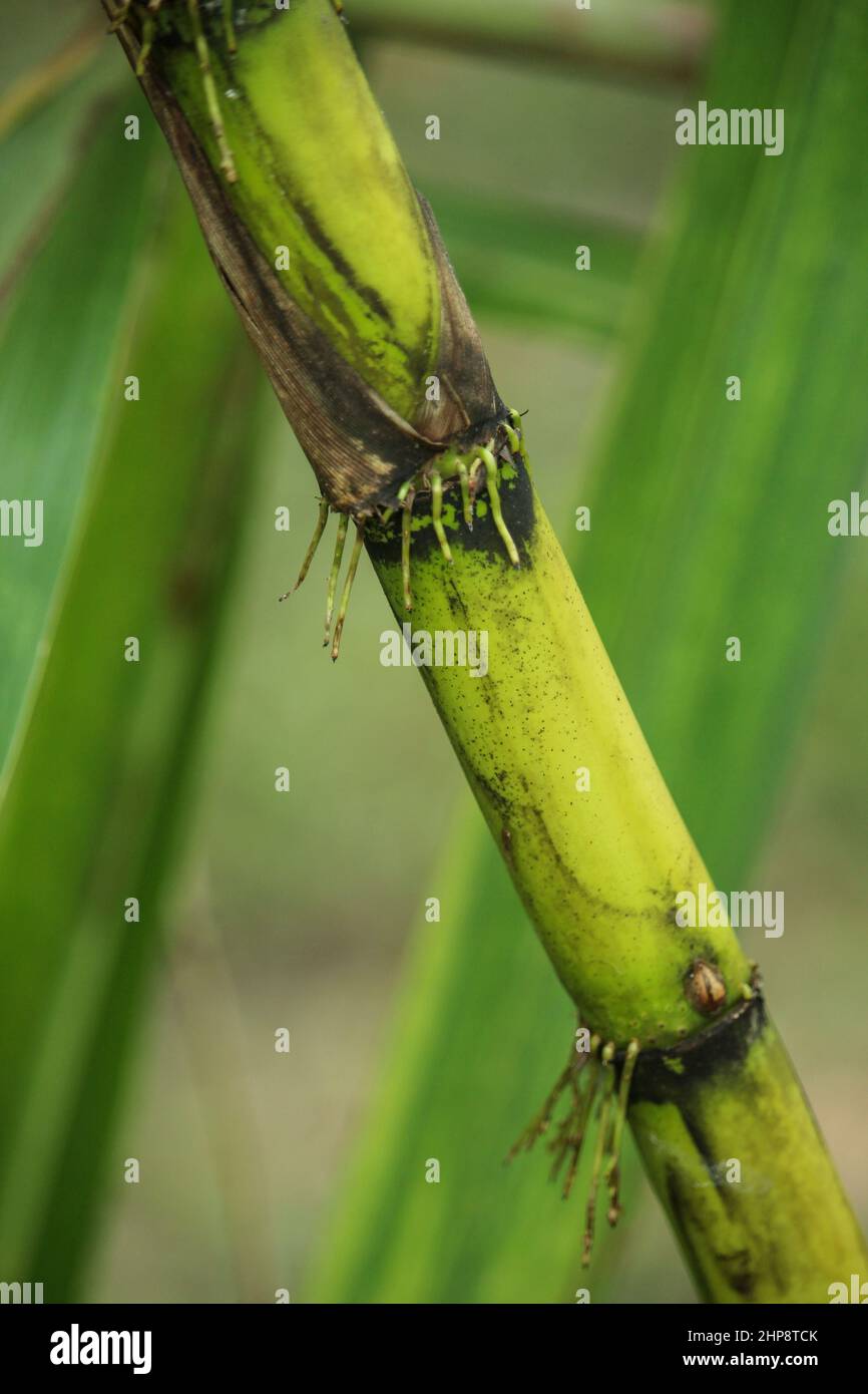 Portrait of green sugarcane. Stock Photo