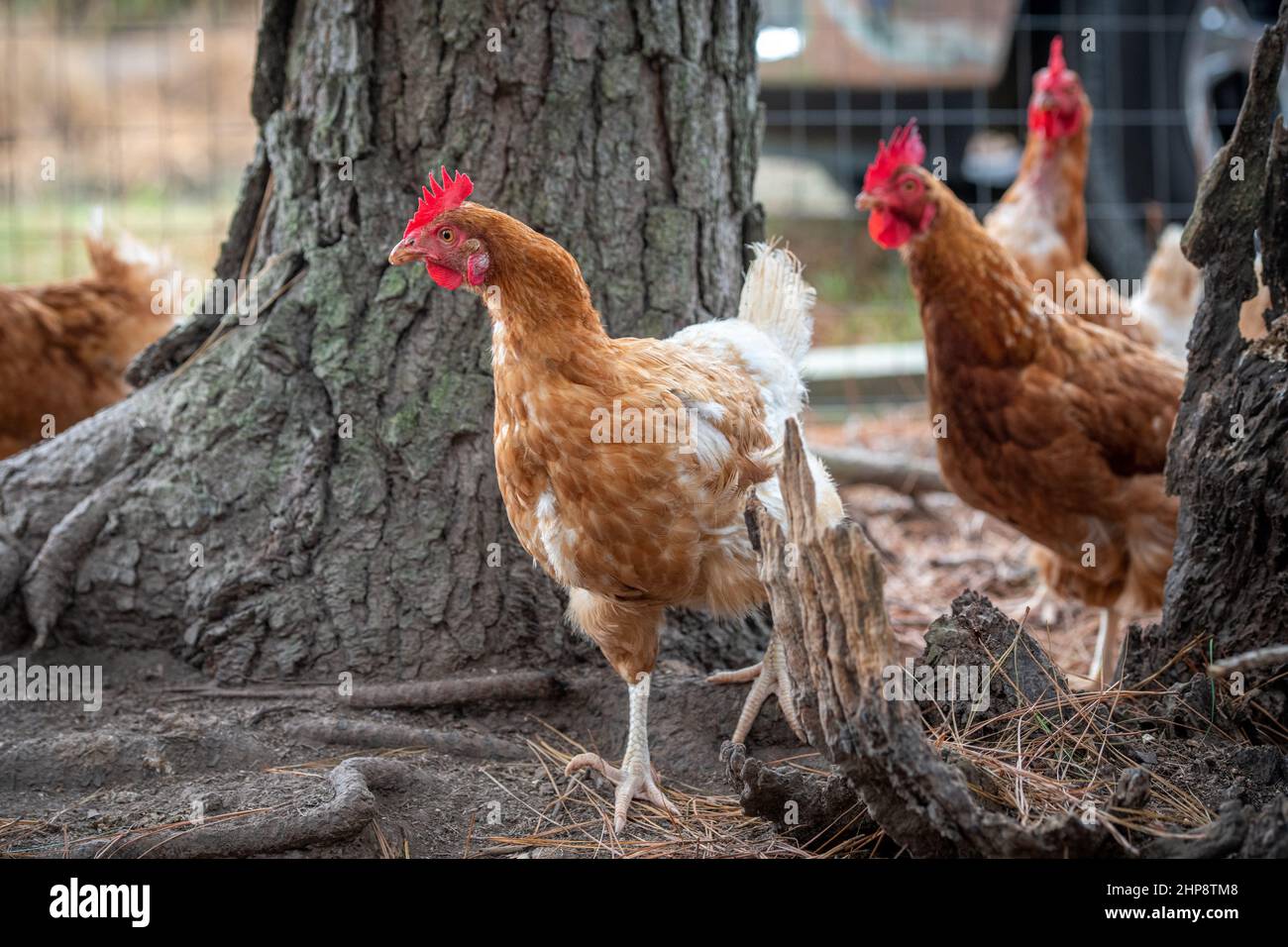 chickens in a chicken run Stock Photo