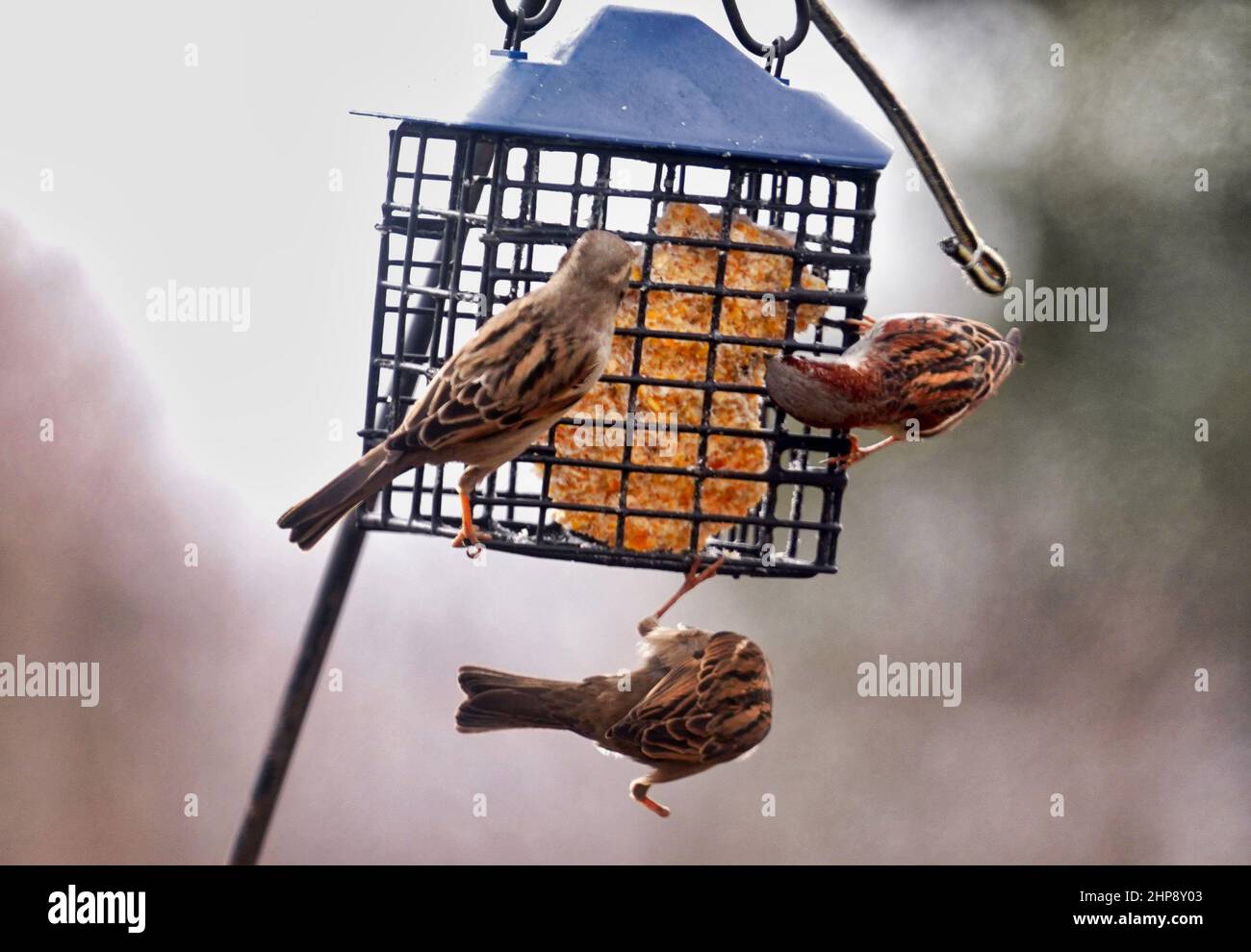 Sparrows on the Suet Feeder Stock Photo Alamy