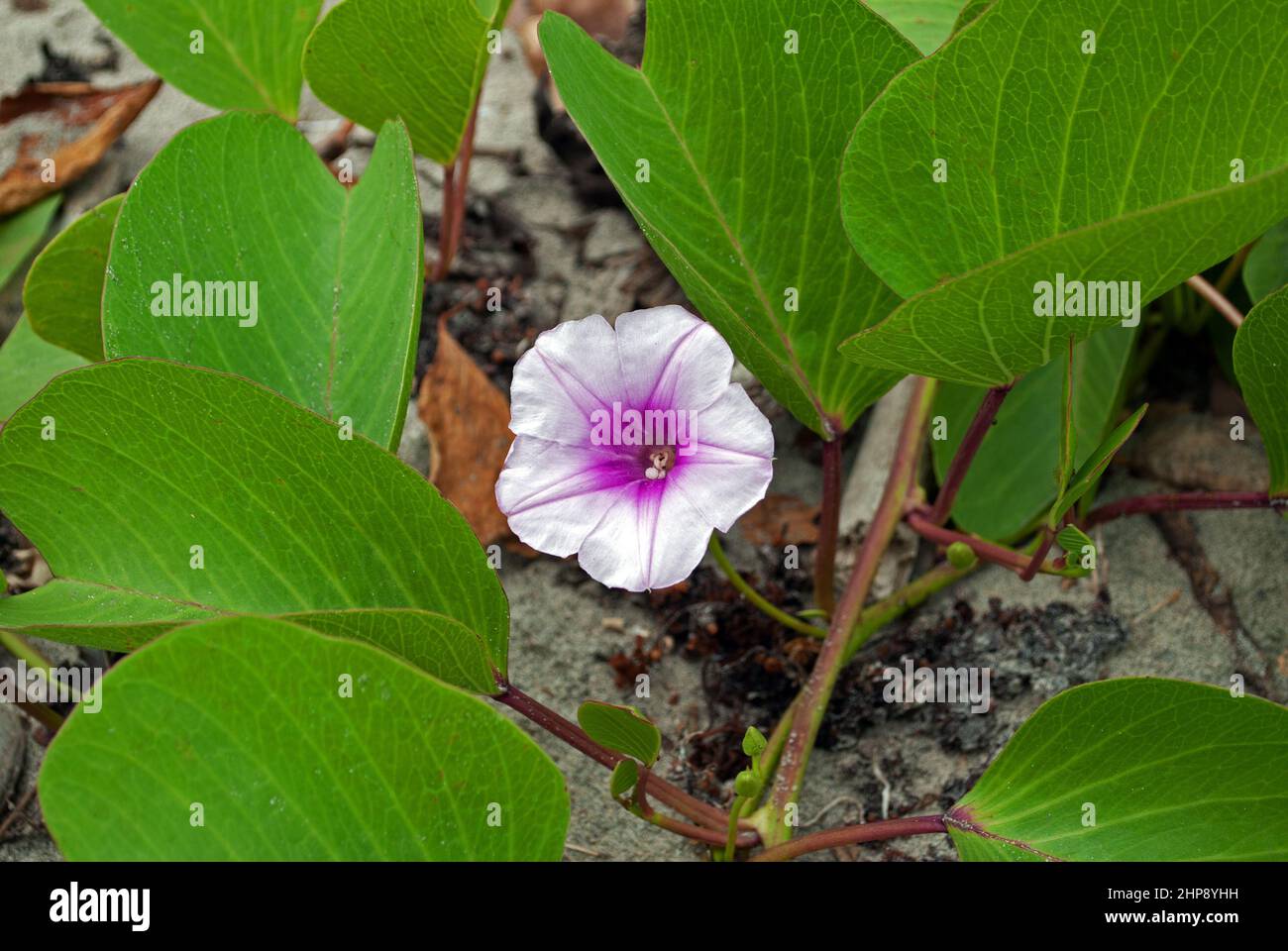 Ipomoea pes-caprae (beach morning glory) is a common pantropical creeping vine that grows on upper beach zones and is salt tolerant. Stock Photo