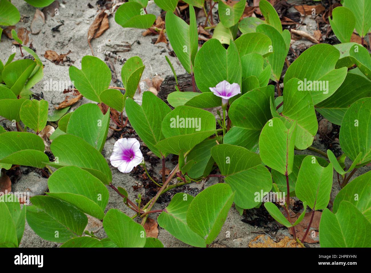 Ipomoea pes-caprae (beach morning glory) is a common pantropical creeping vine that grows on upper beach zones and is salt tolerant. Stock Photo