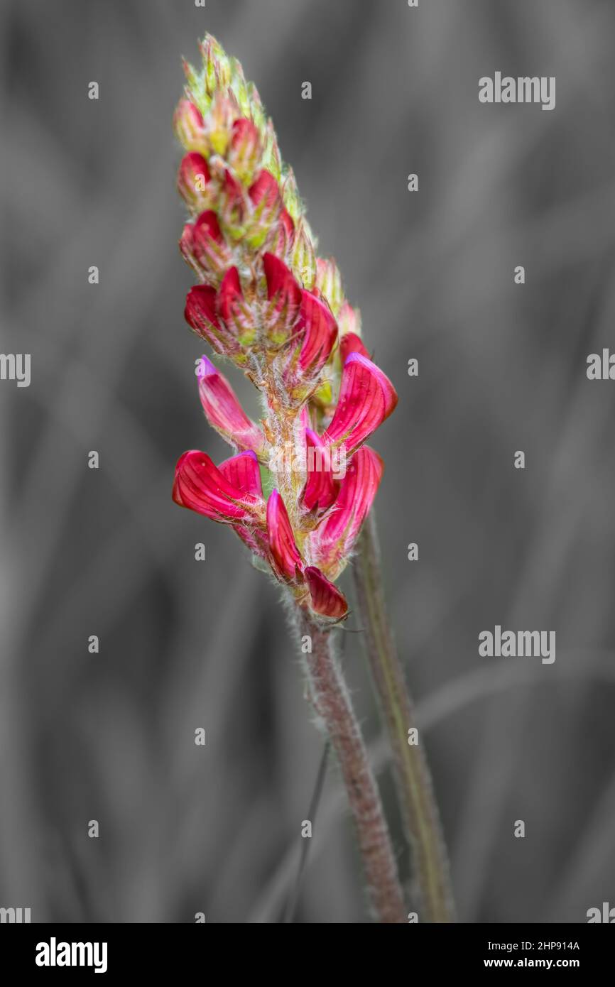 close up of bright red Sainfoin (Onobrychis viciifolia) set against desaturated defocused grey grass background Stock Photo