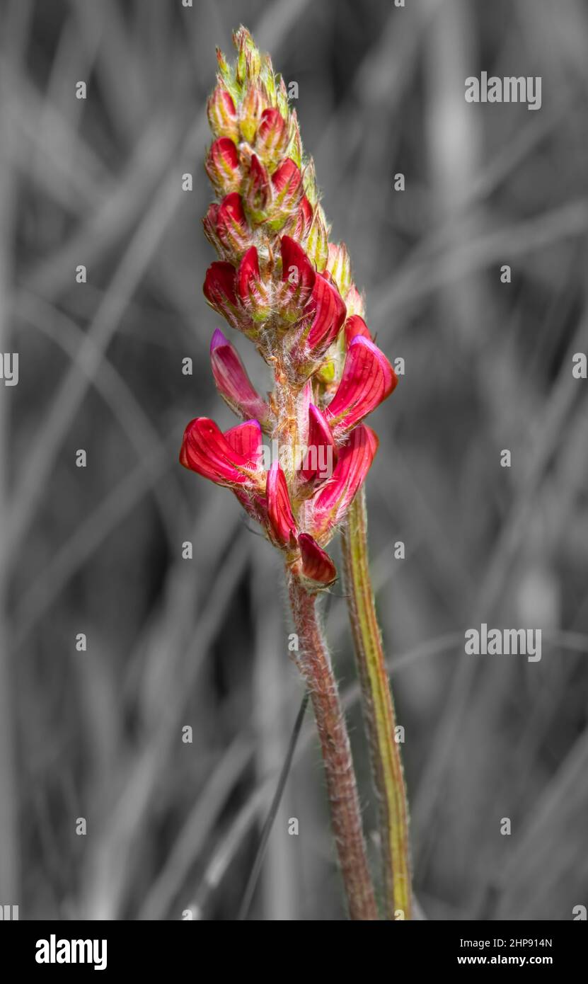 close up of bright red Sainfoin (Onobrychis viciifolia) set against desaturated defocused grey grass background Stock Photo