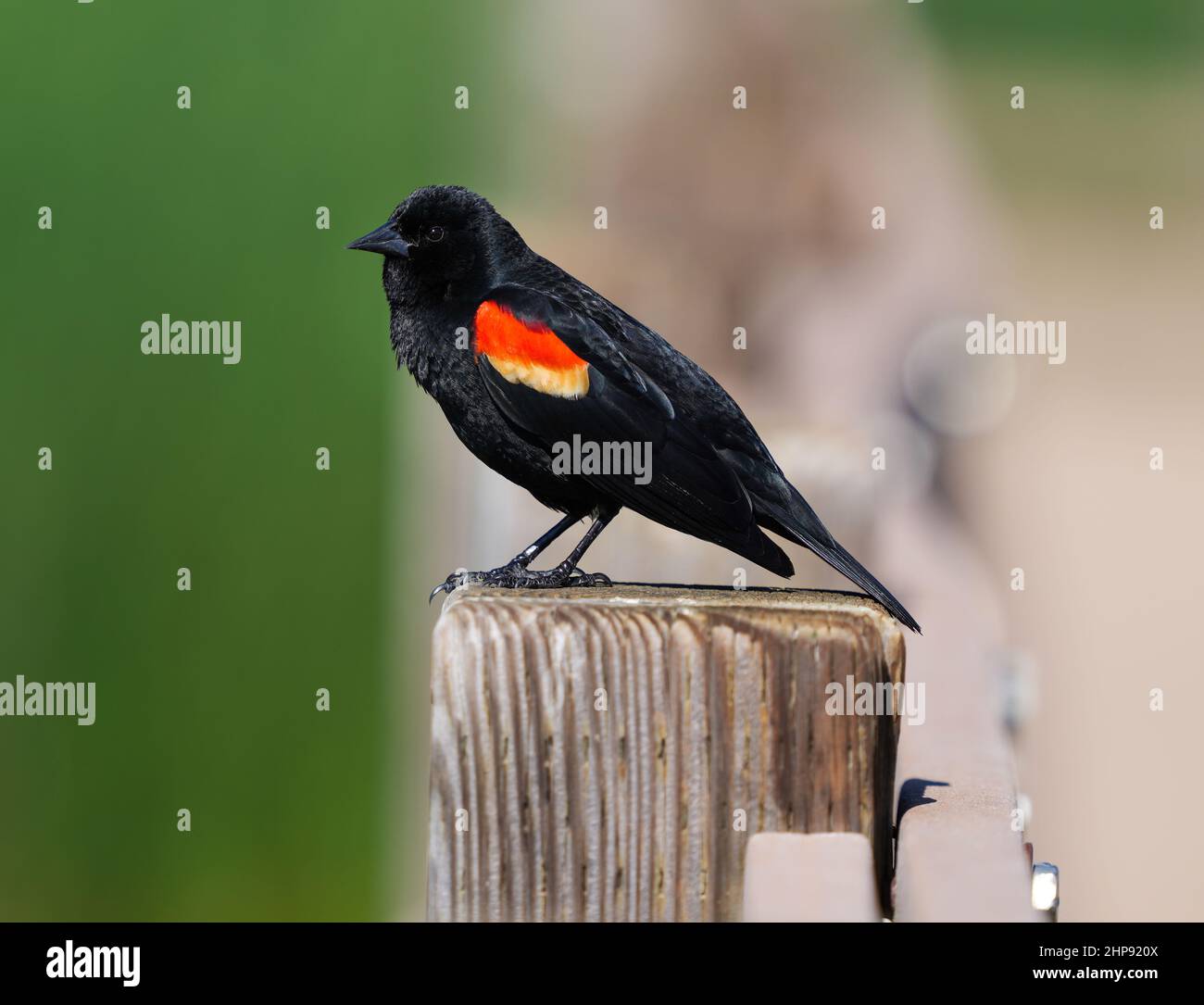 Closeup detailed portrait of a Red-winged Blackbird with beautiful red and yellow shoulder feathers on a blocky wooden post. Stock Photo