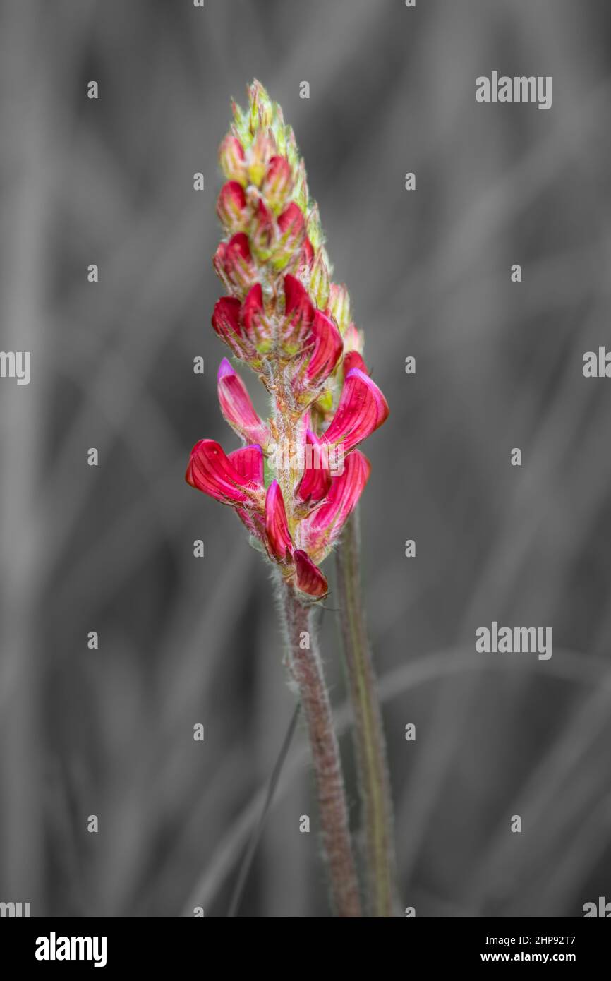 close up of bright red Sainfoin (Onobrychis viciifolia) set against desaturated defocused grey grass background Stock Photo