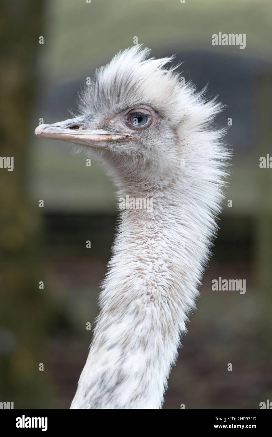 Young rhea (Rhea americana), on a farm in Northumberland, UK. Keeping ...