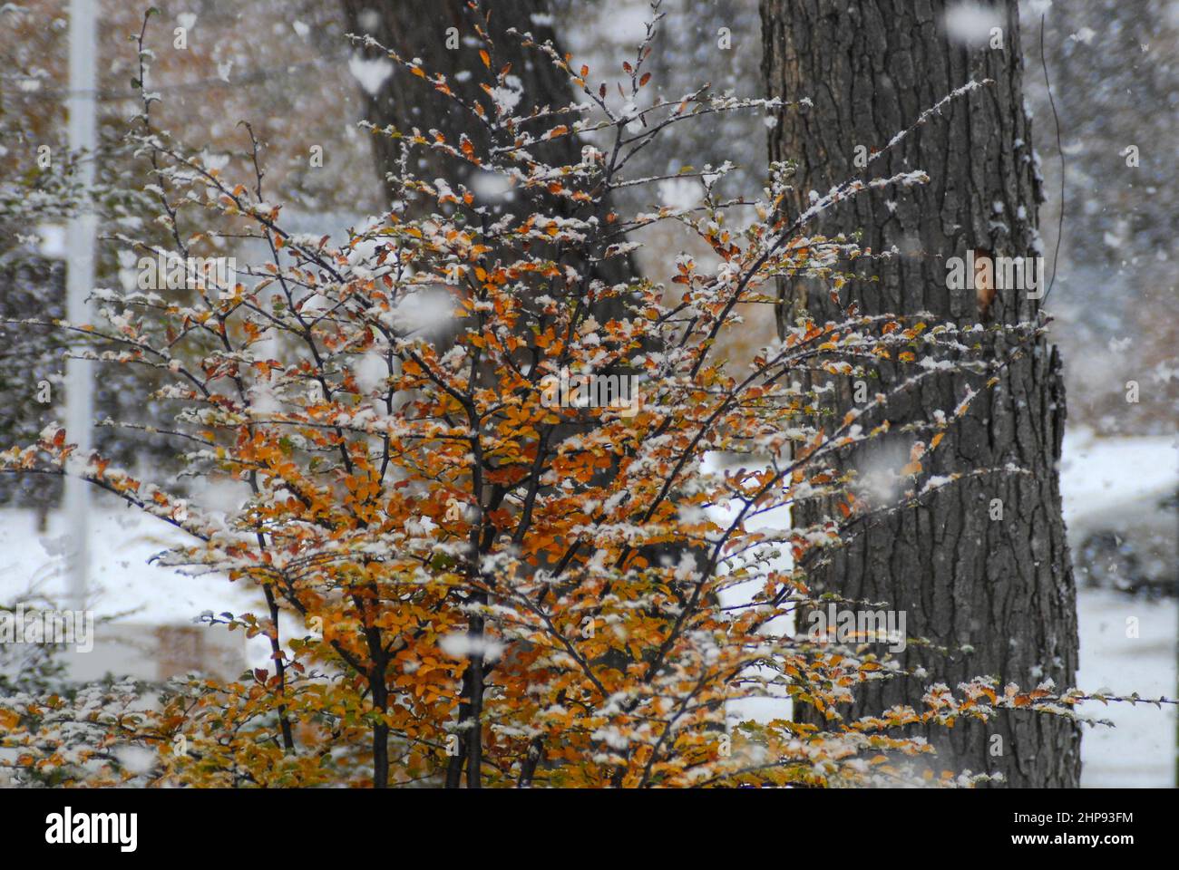 Coloured autumn trees covered by snow. Ushuaia. Tierra del Fuego, Argentina Stock Photo