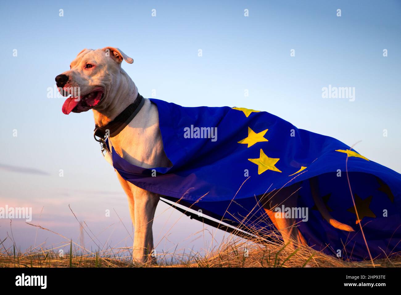 Dog guard of the European Union, superdog. Portrait of Dogo Argentino dog with EU flag during a golden hour Stock Photo
