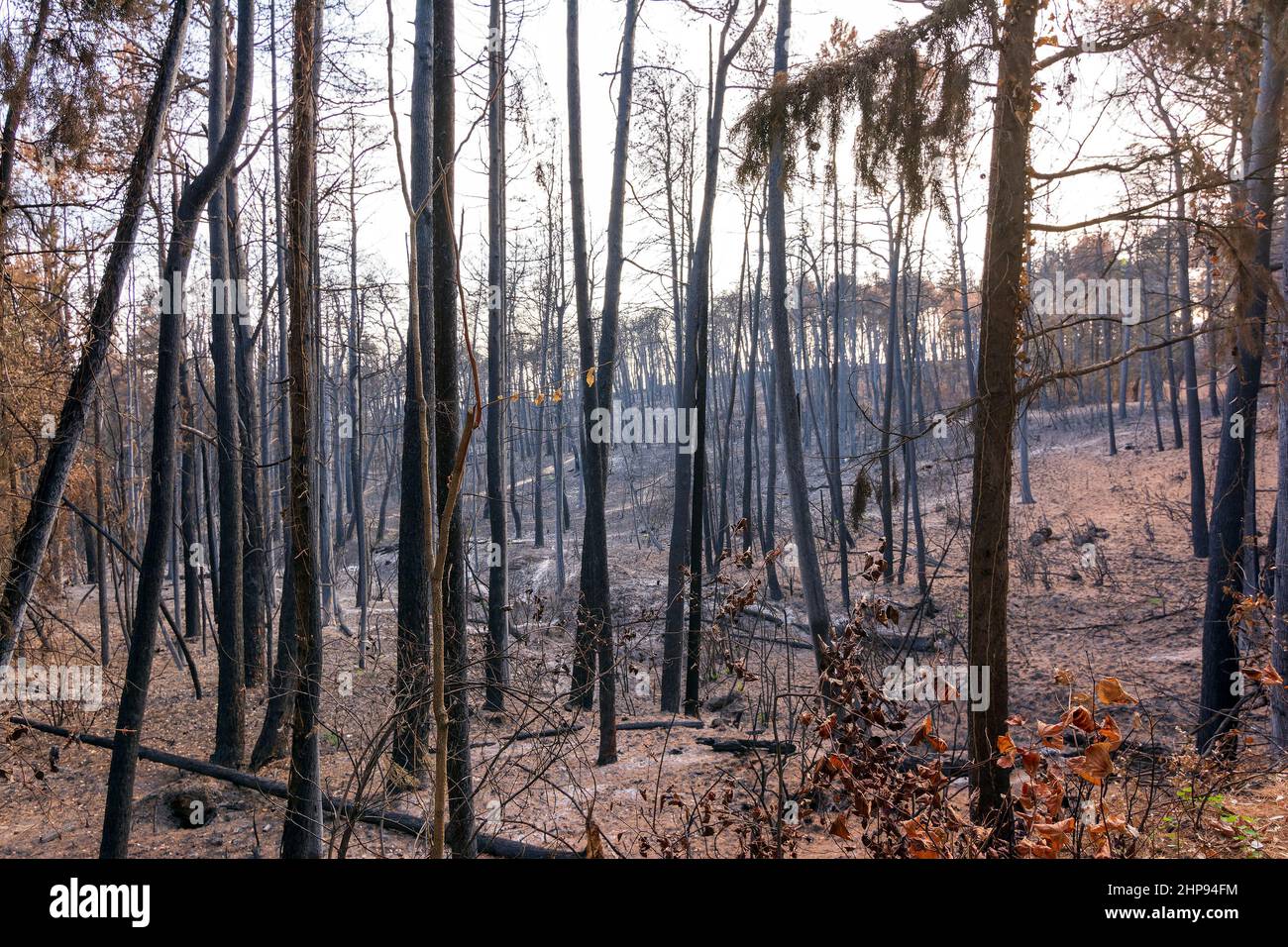 Burned forest in Attica, Greece, after the bushfires at Parnitha Mount ...
