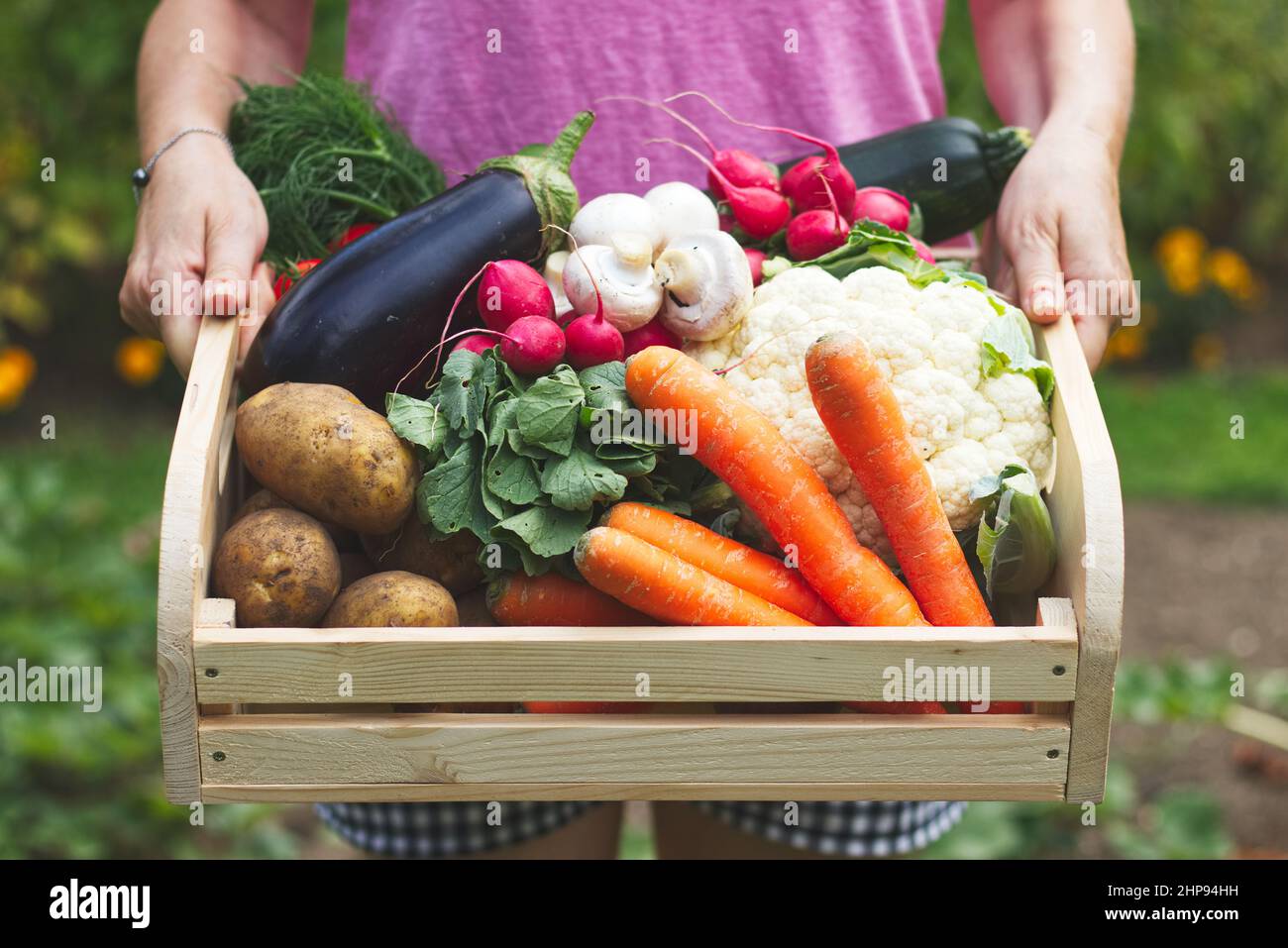 Woman is holding wooden crate full of vegetables in garden. Harvest ...