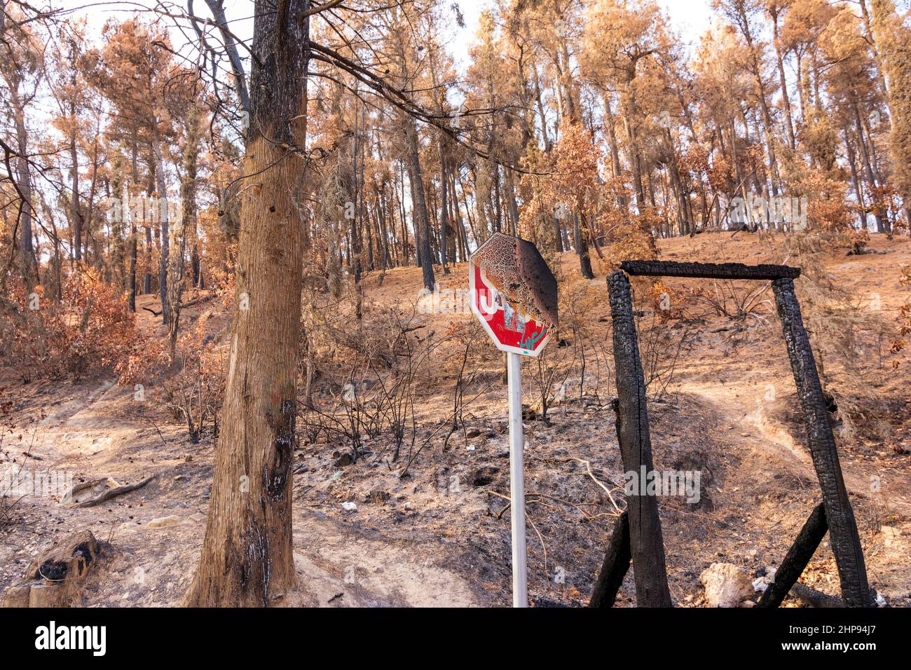 Burned forest in Attica, Greece, after the bushfires at Parnitha Mount ...