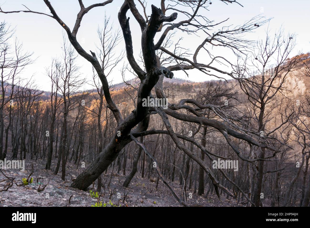Burned forest in Attica, Greece, after the bushfires at Parnitha Mount ...