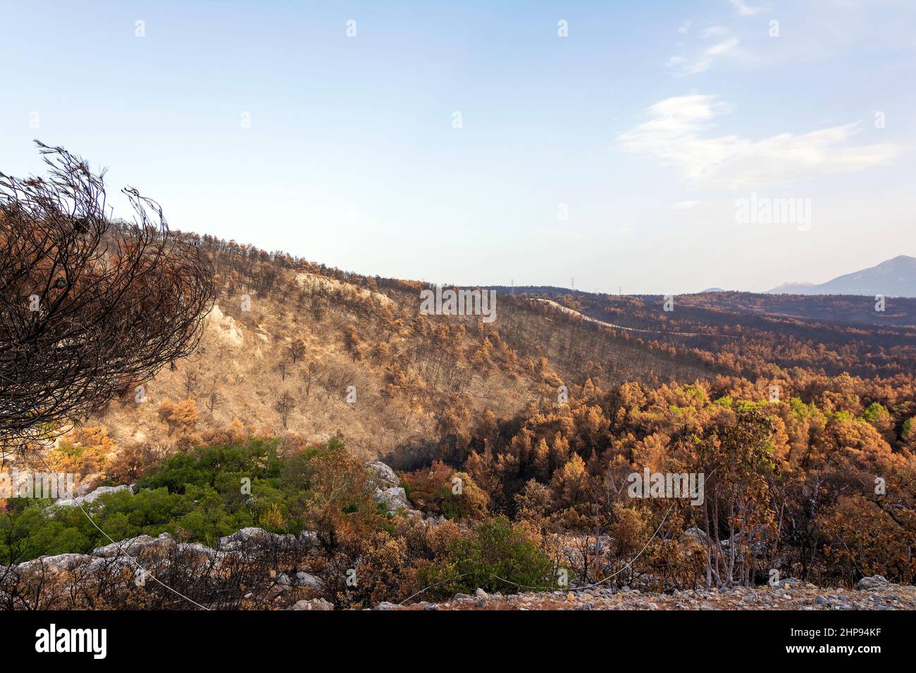 Burned forest in Attica, Greece, after the bushfires at Parnitha Mount ...