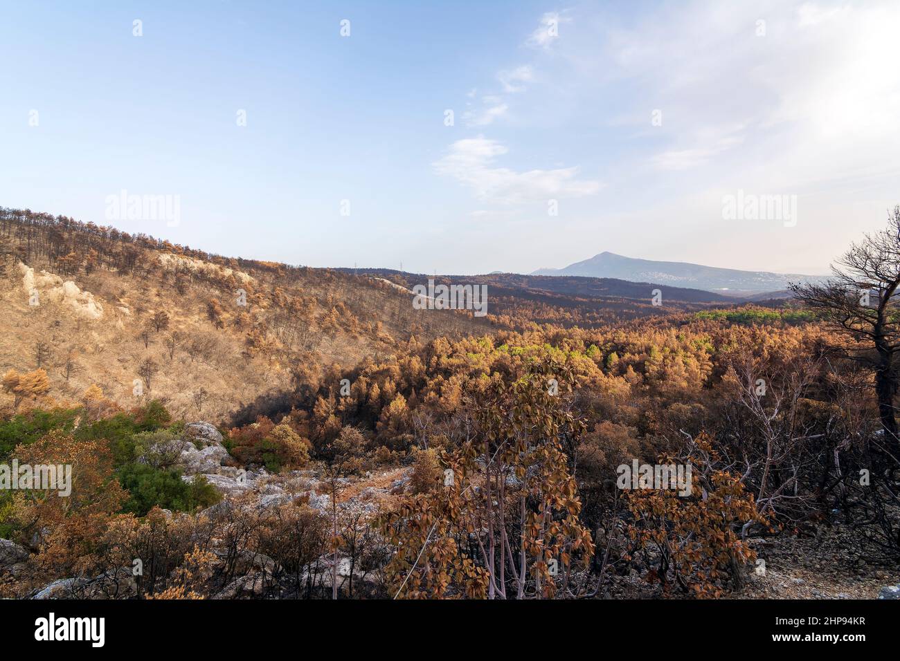 Burned forest in Attica, Greece, after the bushfires at Parnitha Mount ...